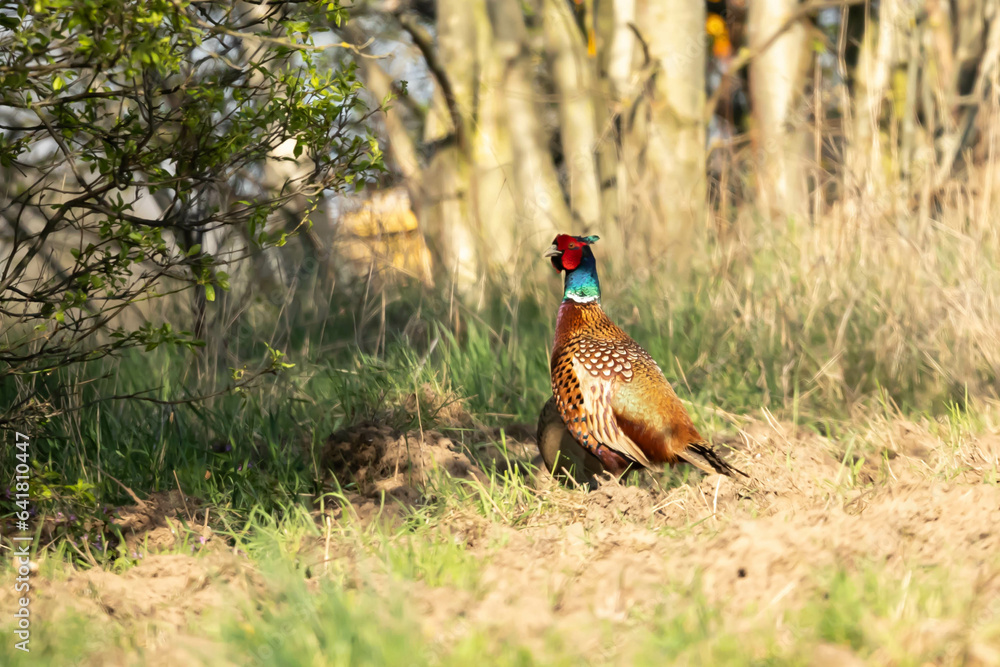 Fototapeta premium Common pheasant, pheasant, Phasianus colchicus