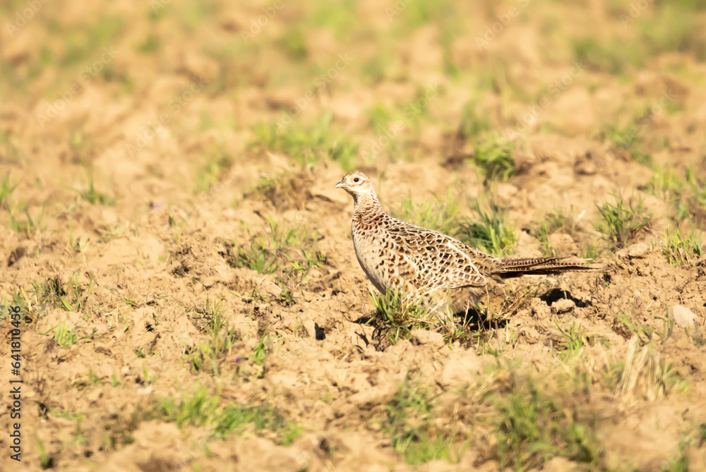 Common pheasant, pheasant, Phasianus colchicus Common pheasant, pheasant, Phasianus colchicus