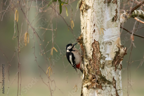 Woodpecker, lesser woodpecker, Dryobates minor