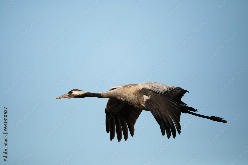 Obraz premium Cranes, cranes, cranes, Gruidae