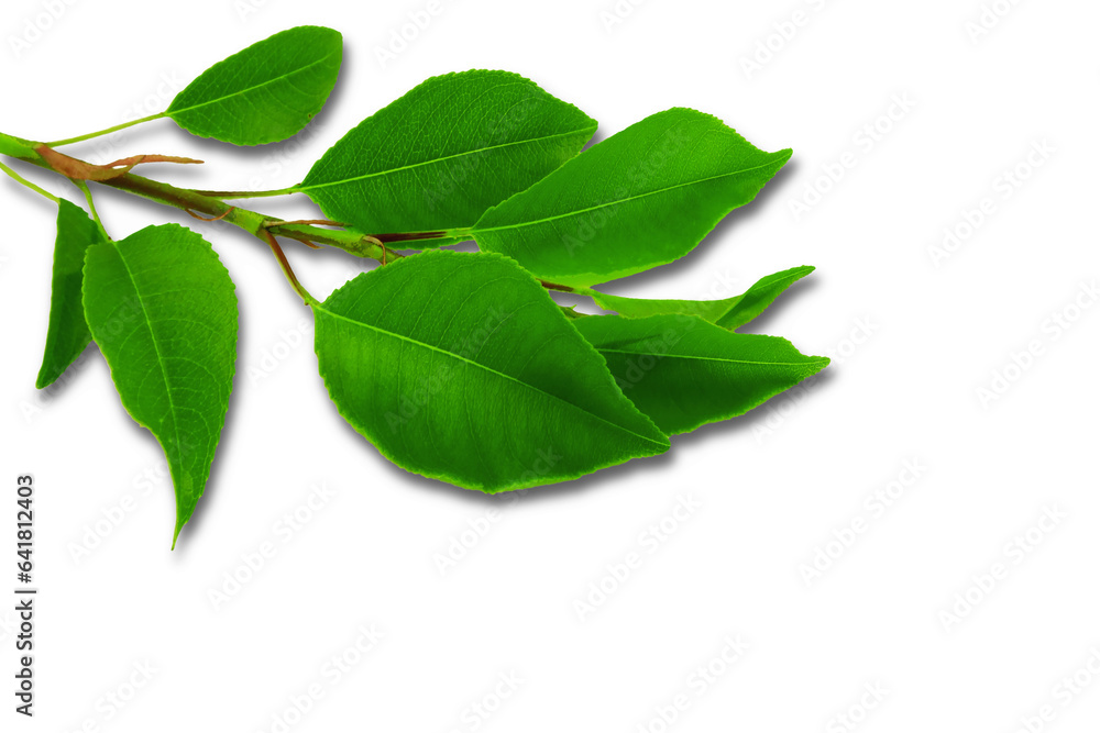 tree branch with green leaves isolated on cutout transparent background tree branch with green leaves isolated on cutout transparent background