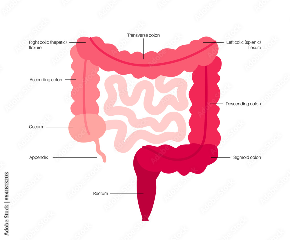 Photo &amp; Art Print Large intestine anatomy, pikovit