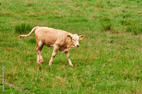 Kalb Rind Frei laufend auf einer Waldwiese