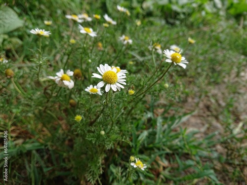 German Chamomile In Grasss Field 