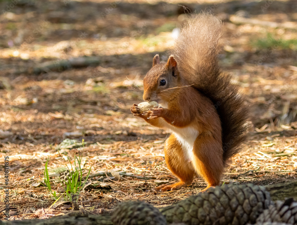 Cute little scottish red squirrel in the woodland with a monkey nut Cute little scottish red squirrel in the woodland with a monkey nut