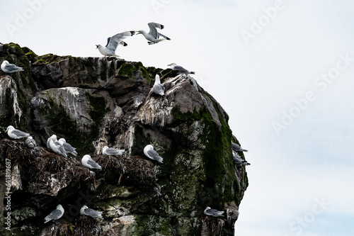 Im Anflug - Dreizehenmöwen an einem Vogelfelsen, Alaska photo