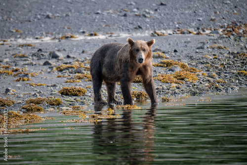 kleiner grizzlybär am strand in der kukak bay, katmai, alaska photo