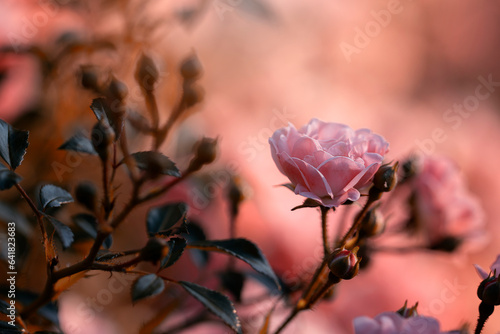 Fototapeta Naklejka Na Ścianę i Meble -  Różowe kwiaty róży. Różany ogród, ujęcie naturalne