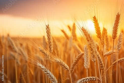 Bunch of wheat spikelet against sunset