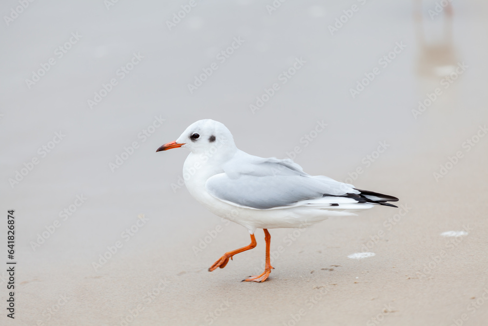 Seagull in the natural environment on the Baltic Sea. Seagull in the natural environment on the Baltic Sea.