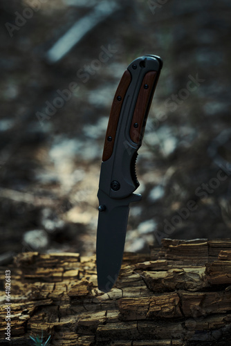 Folding survival knife with wooden inserts in handle is stuck rotten fallen tree in forest.