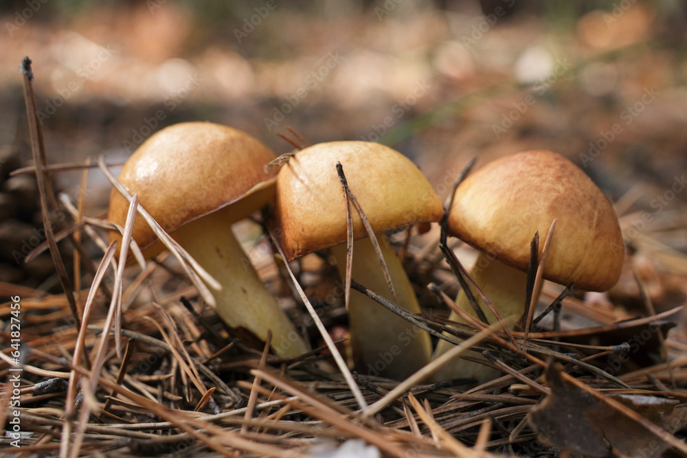Family young butter mushrooms in pine forest. Family young butter mushrooms in pine forest.