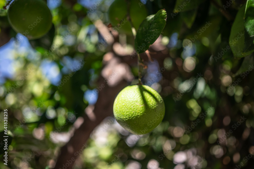 Green lemons growing on a tree. Citrus fruit on green leaves background Green lemons growing on a tree. Citrus fruit on green leaves background