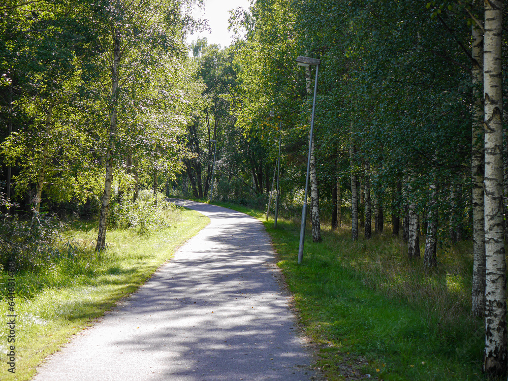 Obraz premium Empty road amidst trees in forest
