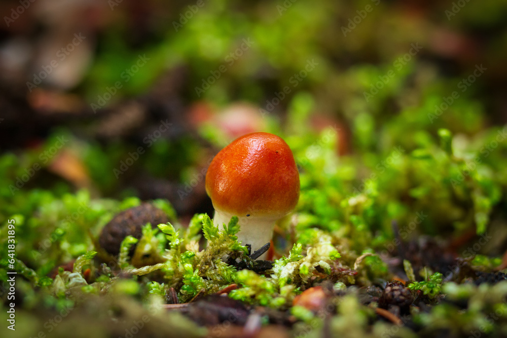 Immauture Cortinarius mucosus mushroom grows in green moss. Immauture Cortinarius mucosus mushroom grows in green moss.