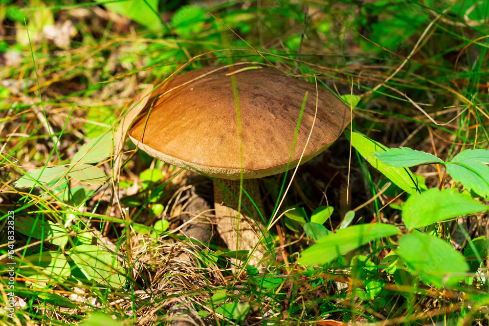 Big Birch bolete mushroom grows in grass and leaves in the wood. Big Birch bolete mushroom grows in grass and leaves in the wood.