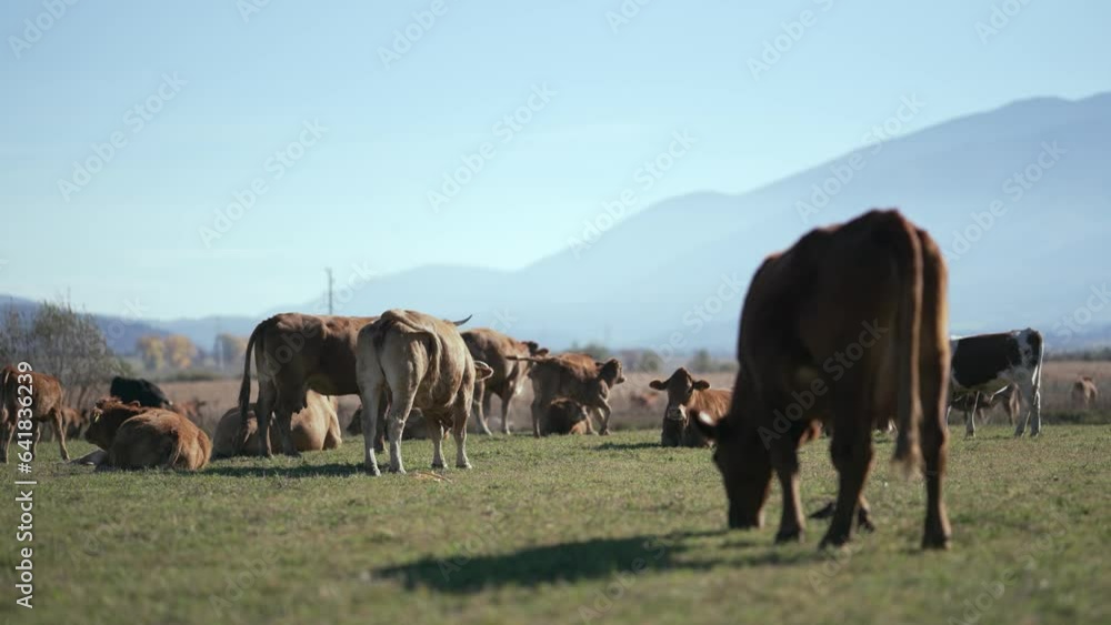 Herd of cows grazing on a farmland meadow, slow motion Herd of cows grazing on a farmland meadow, slow motion