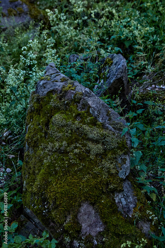 Obraz na płótnie moss covered rock w salonie
