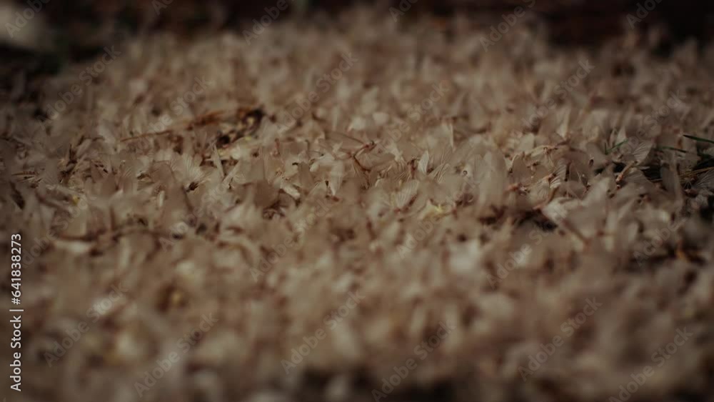 Lots of moths swarming on the ground. Insect mating games Lots of moths swarming on the ground. Insect mating games