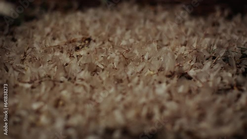 Lots of moths swarming on the ground. Insect mating games
