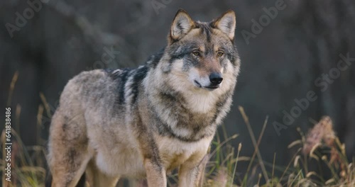 Beautiful male grey wolf standing in the forest observing