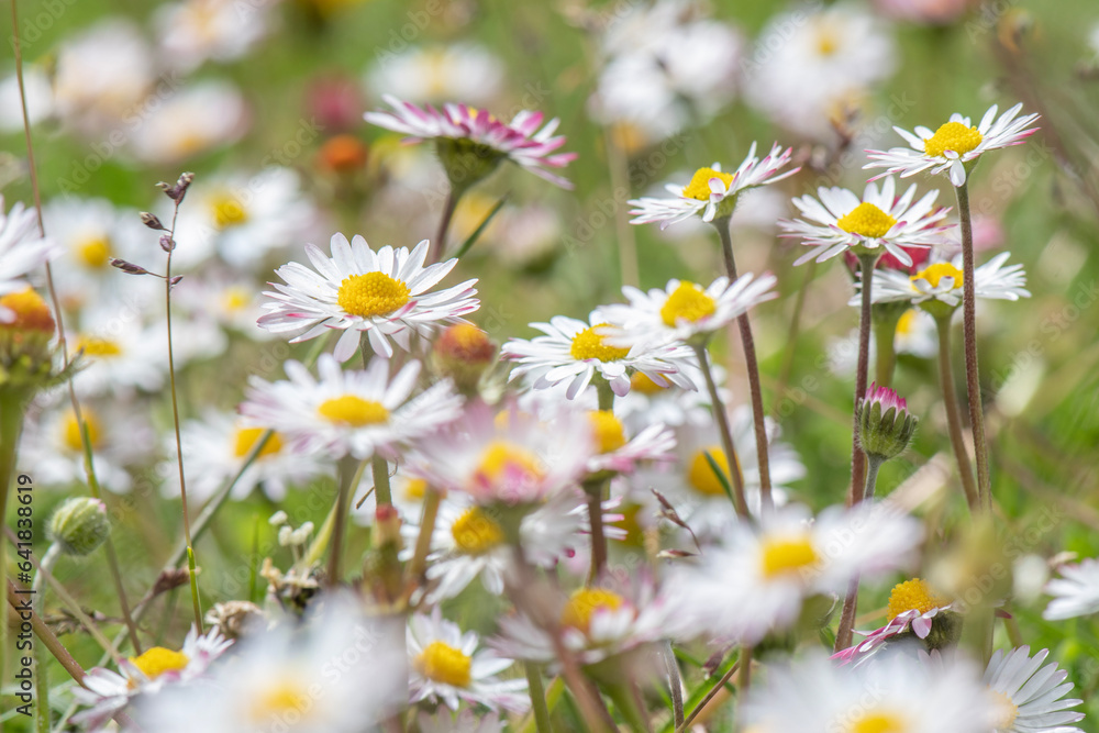 Fototapeta premium FLEUR