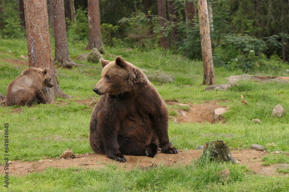 Big brown grizzly mother bear with promenent nipples from breastfeeding cubs Big brown grizzly mother bear with promenent nipples from breastfeeding cubs