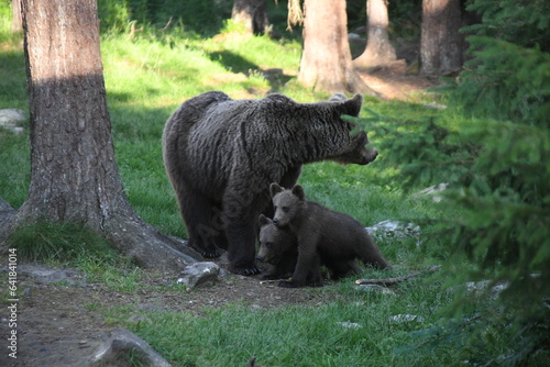 Brown Grizzly bear familly with cubs in Nature   woods of finland