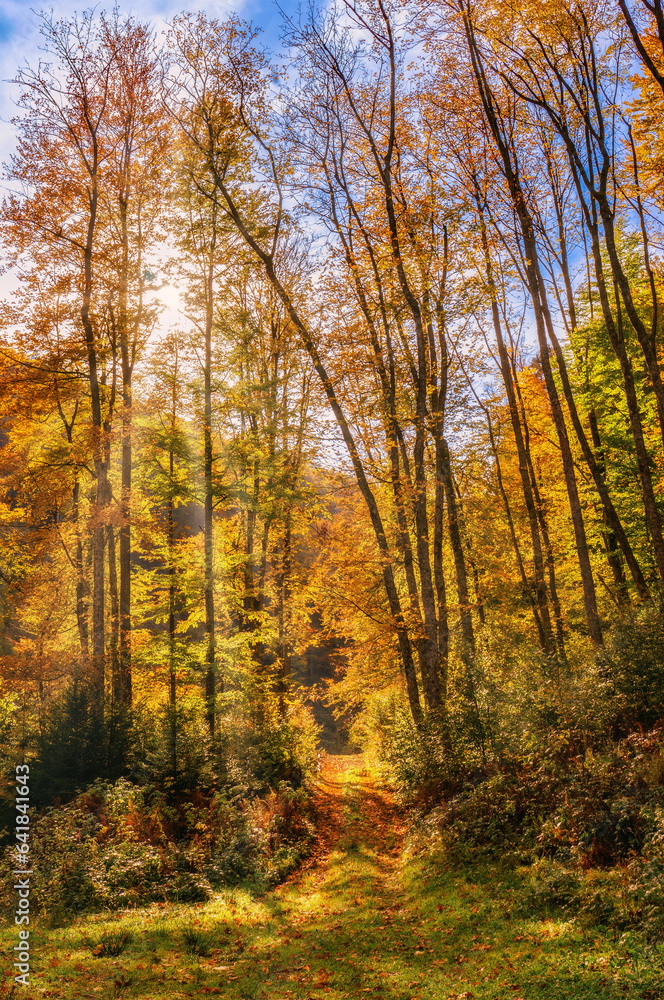 Obraz premium Abandoned, grassy road in a sunny, autumn forest