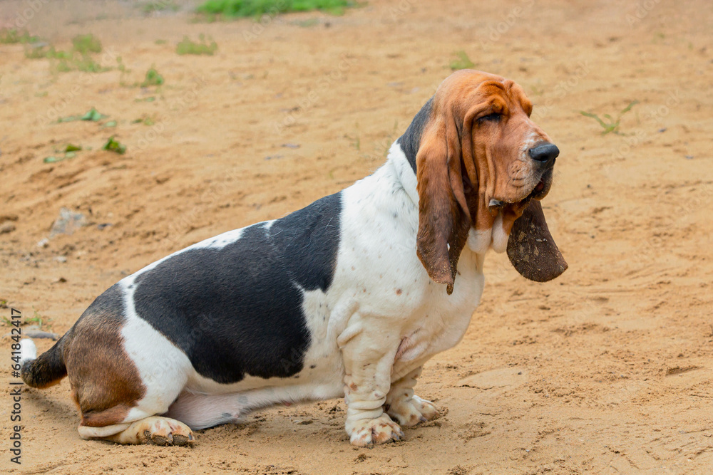 A Basset Hound dog obedience training..
