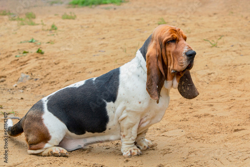 A Basset Hound dog obedience training.. 