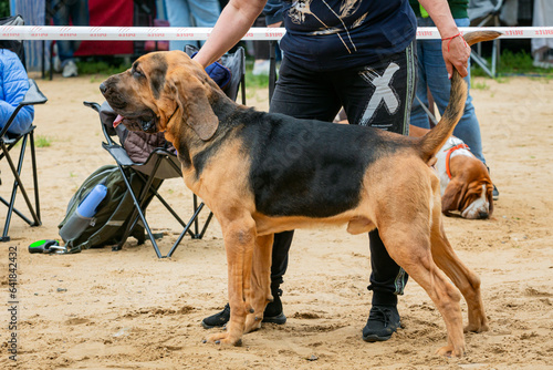 The Bloodhound is a large hunting dog at a dog show