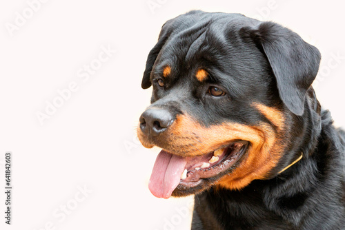 Rottweiler dog close-up on a white background.