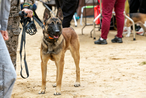 Belgian Shepherd Malinois at a dog show.. 