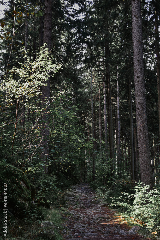 Fototapeta premium Las mieszany, naturalne środowisko, natura, ekologia, drzewa. Mixed forest, natural environment, nature, ecology, trees.