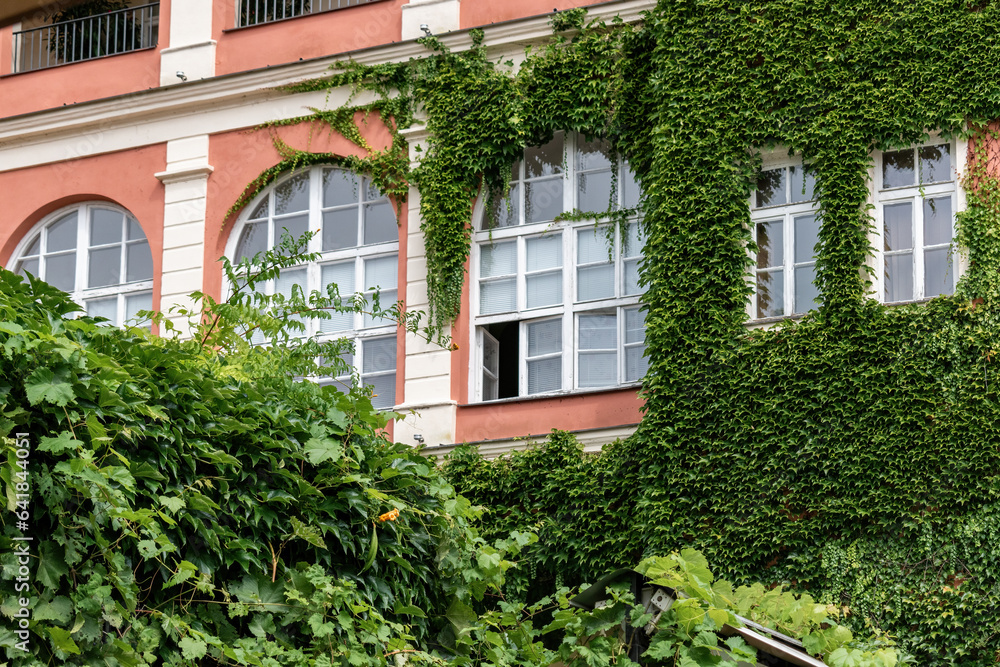 Windows in Znojmo, overgrown with climbing ivy