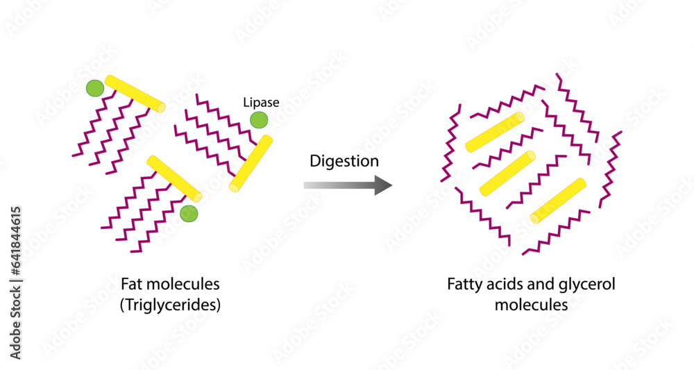 Lipid Digestion. Fat Molecule, triglyceride, Lipase enzyme catalyzes