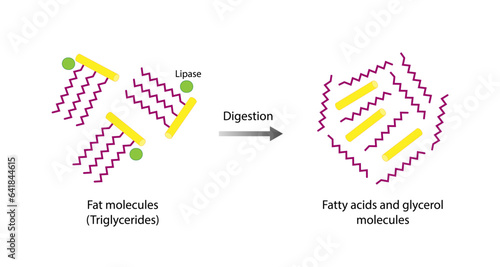 Lipid Digestion. Fat Molecule, triglyceride, Lipase enzyme catalyzes the hydrolysis of fats to Fatty Acids And Glycerol. Colorful scientific diagram. Vector Illustration.
