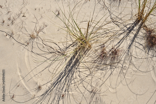 Sandy beach. Grass on the sea sand. Sea sand beach and grass.