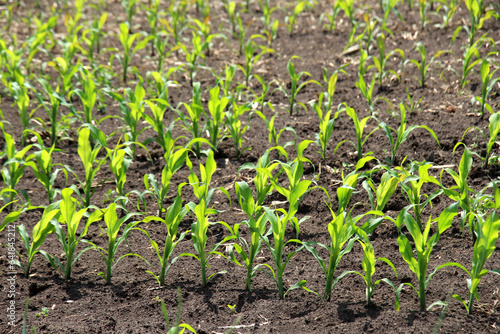 Young corn grows on the farmer's field.