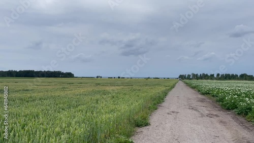 Country landscape with empty road between two agricultural fields and farmland. Cloudy day at Öland, an island in Sweden.
