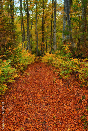 Autumn's Rustic Symphony: A Majestic Tapestry of Fallen Leaves