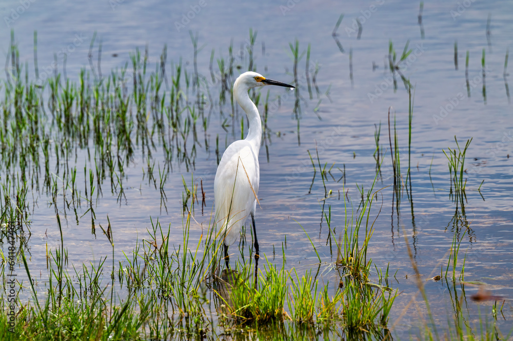 Obraz premium Wading Snowy Egret