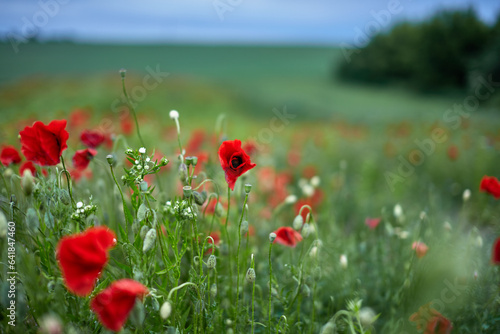 Fototapeta Naklejka Na Ścianę i Meble -  A field of wild red poppies against a blue sky.
