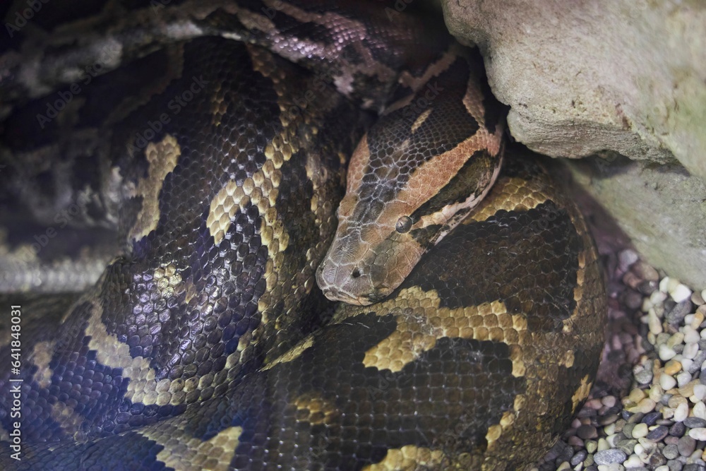 Python snake in an aviary behind glass. Rare animals. Fauna of our planet Python snake in an aviary behind glass. Rare animals. Fauna of our planet