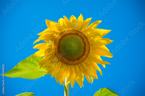 sunflower on blue sky