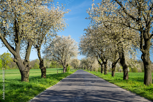 Road between the blossoming cherry treees