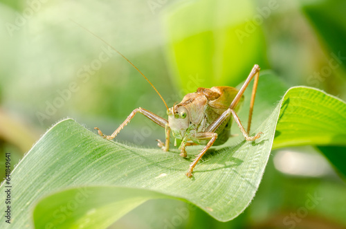A large green locust eats a corn plant.