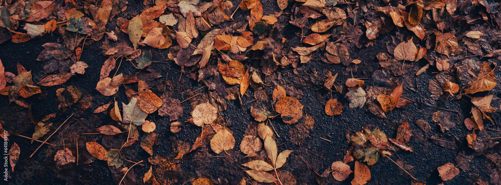 Colorful falling autumn leaves pattern background. View through the autumn foliage in park forest. Golden tree leaves. Beautiful tree with yellow leaves in autumn forest. Path littered with autumn Colorful falling autumn leaves pattern background. View through the autumn foliage in park forest. Golden tree leaves. Beautiful tree with yellow leaves in autumn forest. Path littered with autumn