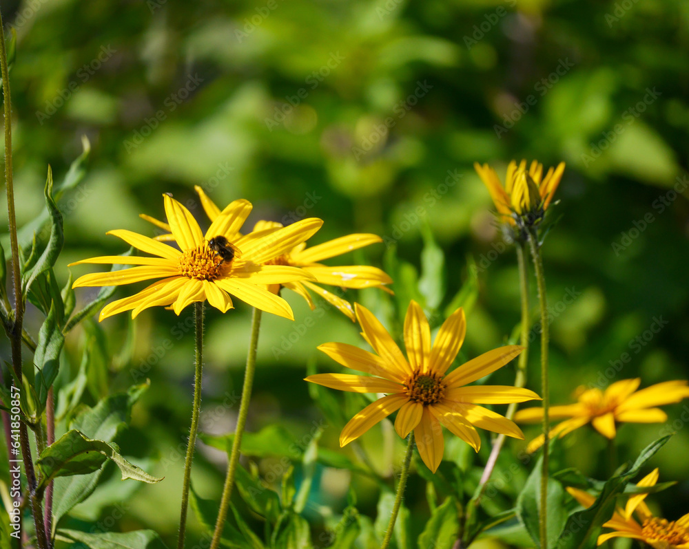 Close-up of yellow flowering plant on field Close-up of yellow flowering plant on field